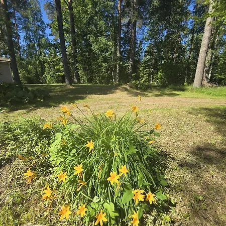 Revontulet Zh Tulimetsaen Kylae *